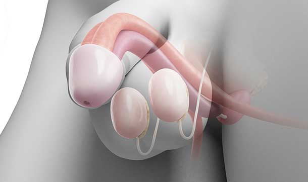 3D-Model-of-the-Penis 3D-Model-of-the-Penis