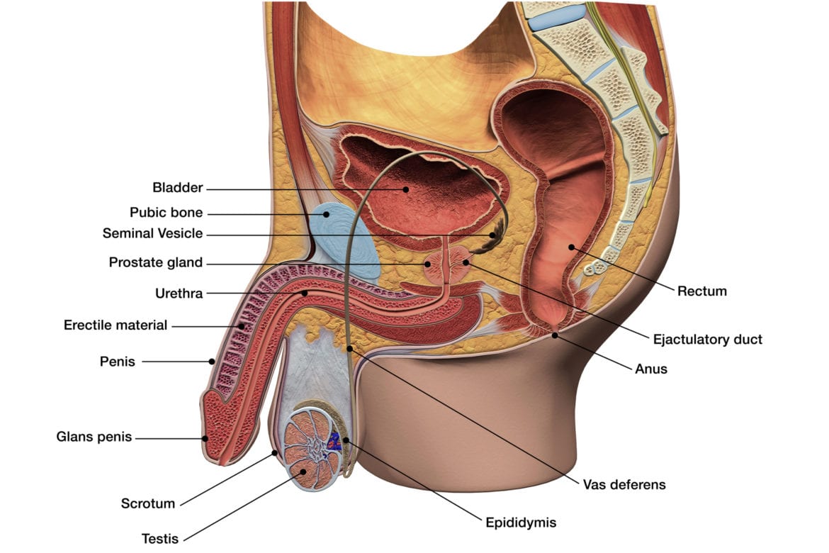 Male Reproductive System in Sagittal Section Labeled 3D Diagram of